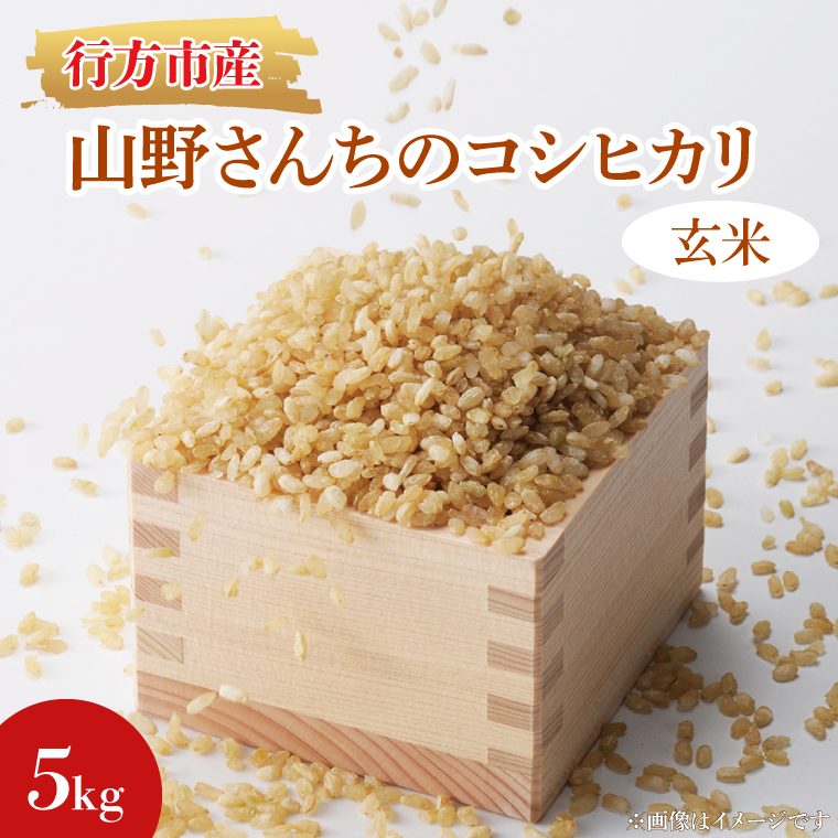 ★令和8年度産★山野さんちのコシヒカリ 5kg(玄米)｜米 お米 こめ こしひかり コシヒカリ 令和7年産 R7年産 新米 玄米 茨城県 行方市(BR-6-2)