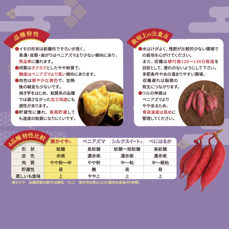 【2027年7月より順次発送】希少な新品種！７月限定「行方の黄福(栗かぐや)」さつまいも 約5kg｜さつまいも サツマイモ さつま芋 お芋 希少 新品種 栗かぐや 先行予約 茨城県 行方市(AE-88)