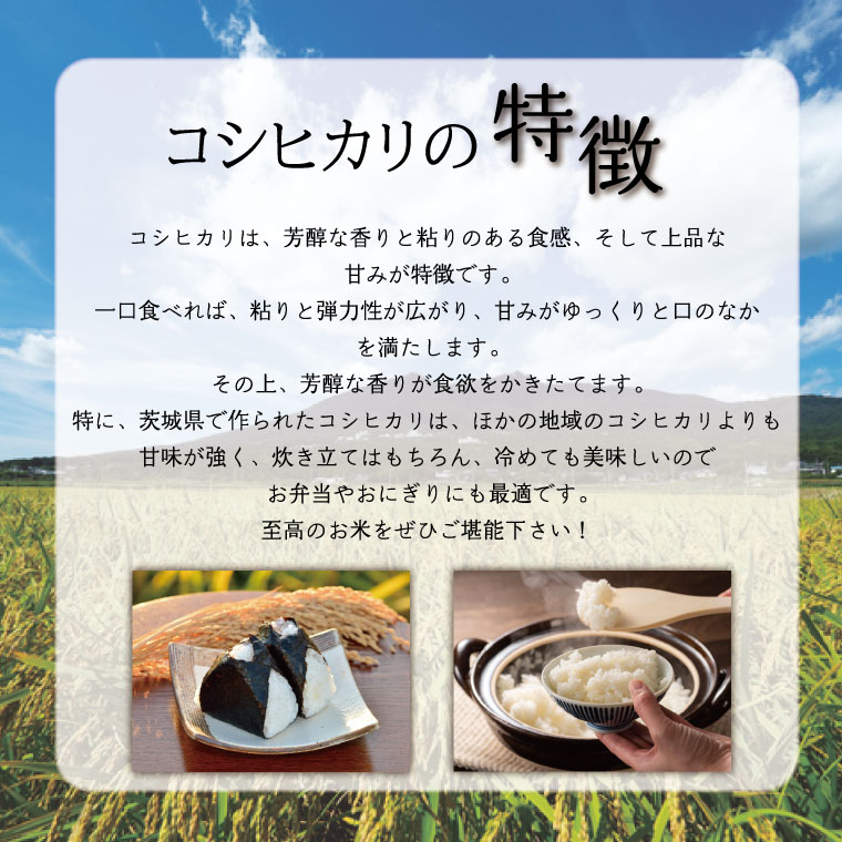 【数量限定】【9月下旬より順次発送】R8年産 コシヒカリ 20kg(5kg×4袋)｜米 お米 白米 精米 R7年産 令和7年産 こしひかり コシヒカリ 茨城県 茨城県産 行方市(HA-15)