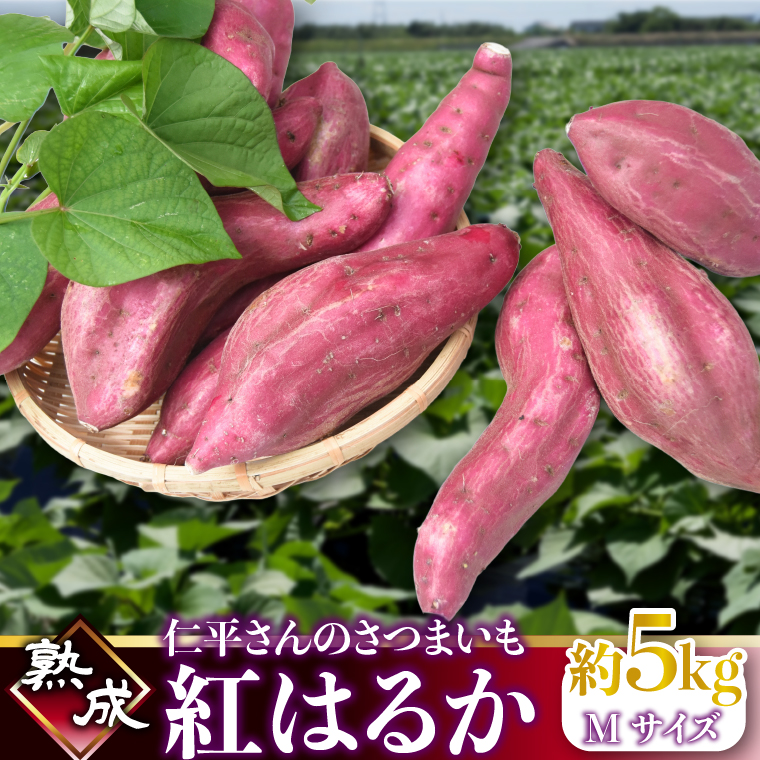 【2027年1月より順次発送】仁平さんの熟成紅はるか 約5kg(Mサイズ・洗い)｜さつまいも サツマイモ さつま芋 いも 紅はるか 熟成さつまいも 熟成 茨城県 行方市(CH-3)