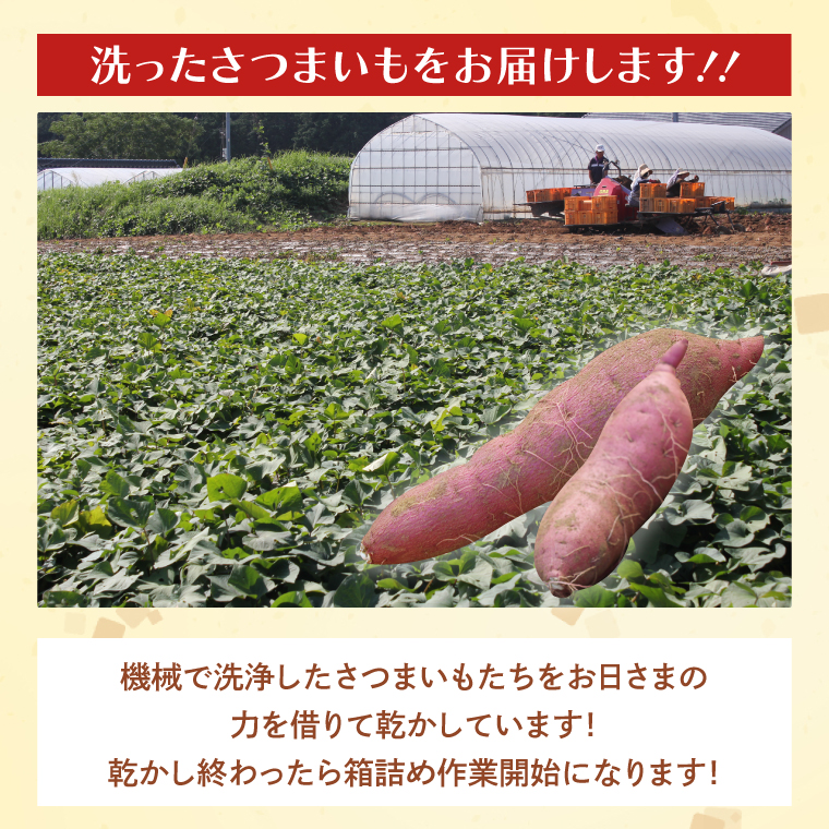 茨城県産 紅はるか 訳あり サイズミックス　約10kg｜訳あり わけあり 訳アリ さつまいも サツマイモ さつま芋 紅はるか べにはるか 芋 いも 茨城県産 行方市(FU-4)