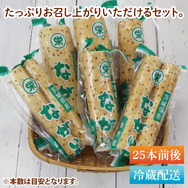 風間商店さんのながいも 約12kg(25本前後)｜ながいも いも 芋 長芋 野菜 やさい 人気 美容 健康 腸活 味噌汁 天ぷら 茨城県 行方市 行方市産(HO-3)
