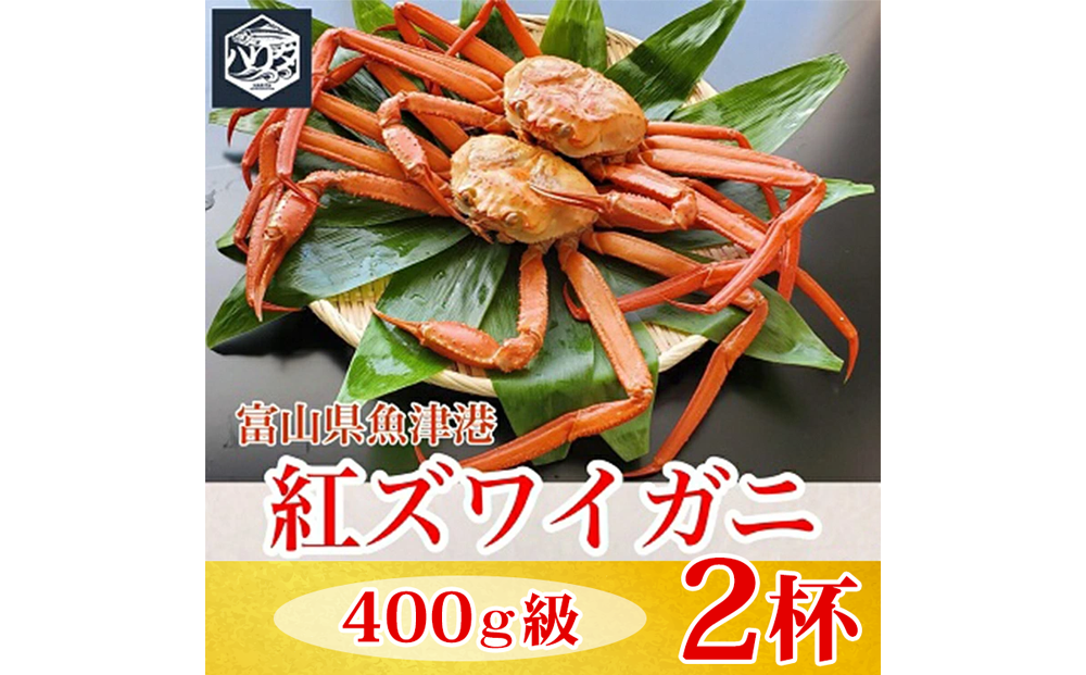 【冷蔵】自社漁船直送！魚卸問屋の紅ズワイガニ 400g級×2ハイセット ※2026年9月～発送