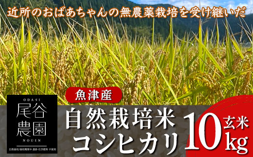 【早期予約】【9ヶ月定期便】【令和8年度産米】尾谷農園 自然栽培米コシヒカリ 玄米10kg ※2026年10月～発送