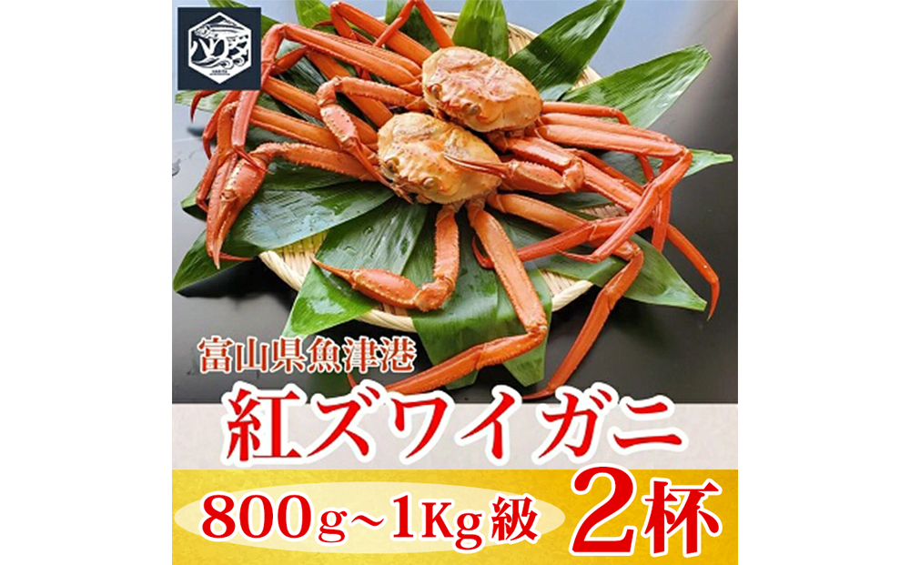 【冷蔵】自社漁船直送！魚卸問屋の紅ズワイガニ 800g～1kg級×2ハイセット ※2026年9月～発送