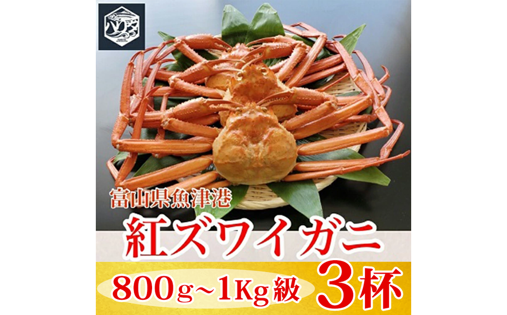 【冷蔵】自社漁船直送！魚卸問屋の紅ズワイガニ 800g～1kg級×3ハイセット ※2026年9月～発送