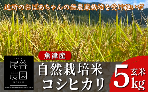 【早期予約】【12ヶ月定期便】【令和8年度産米】尾谷農園 自然栽培米コシヒカリ 玄米5kg ※2026年10月～発送
