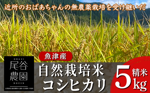 【早期予約】【6ヶ月定期便】【令和8年度産米】尾谷農園 自然栽培米コシヒカリ 精米5kg ※2026年10月～発送