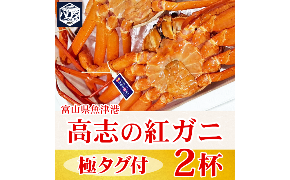 【冷蔵】自社漁船直送！高志の紅ガニ 極上タグ付×2ハイセット ※2026年9月～発送