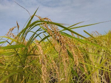 石川県七尾市産　コシヒカリ　精米　5Kg ※2026年10月～発送