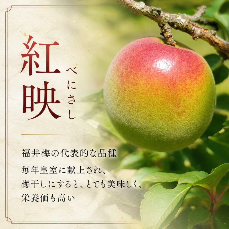 昔ながらの梅干し 一級品（福井県若狭町）伝統製法にこだわり仕上げた梅干し／袋入り300g ご飯のお供 肉厚 種が小さい 紅映 天然塩 鮮やか 芳醇な香り コク 紫蘇漬け 二度漬け すっぱい 国産 紅映梅 べにさし梅 福井梅 しそ梅 塩としそだけ