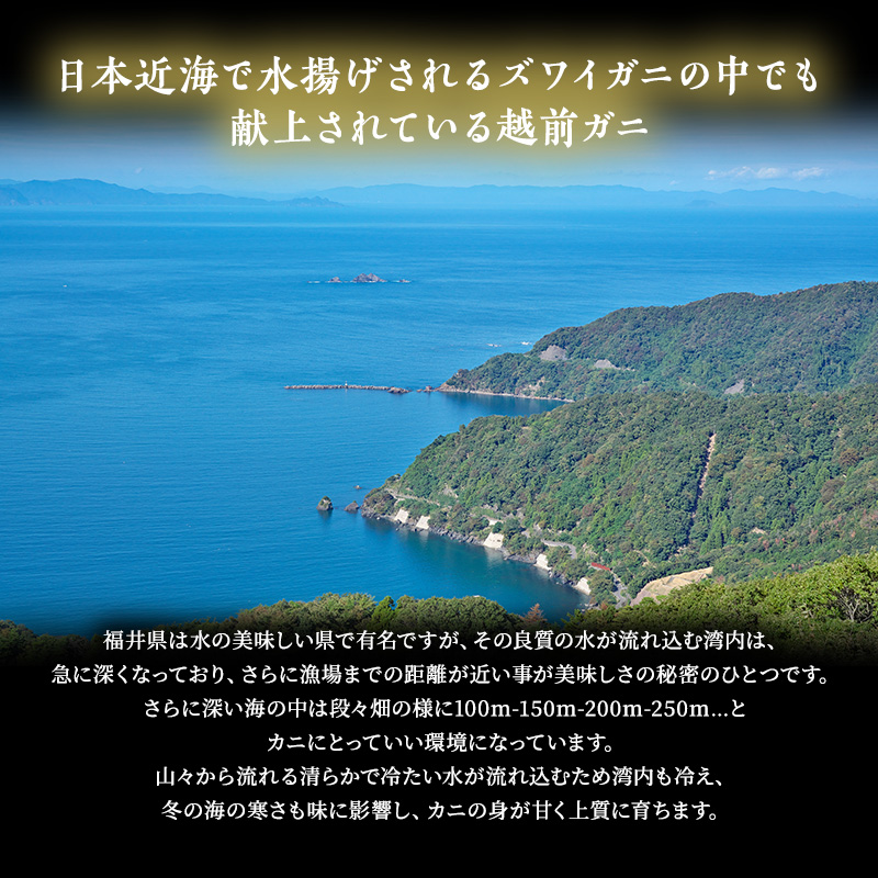 かに 訳あり 期間限定 茹で 越前ガニ 約600g～700g未満1杯 ボイルカニ ボイル 魚介類