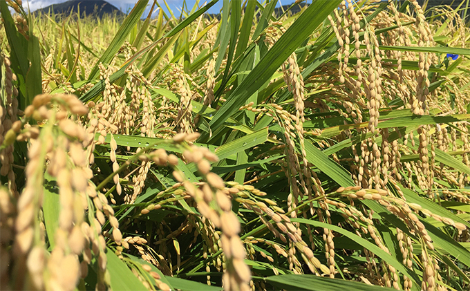 令和8年産福井県若狭町コシヒカリ（一等米）玄米 5kg（神谷農園） 5kg×1袋 お米 ブランド米 銘柄米 ご飯 おにぎり お弁当 産地直送 和食 主食