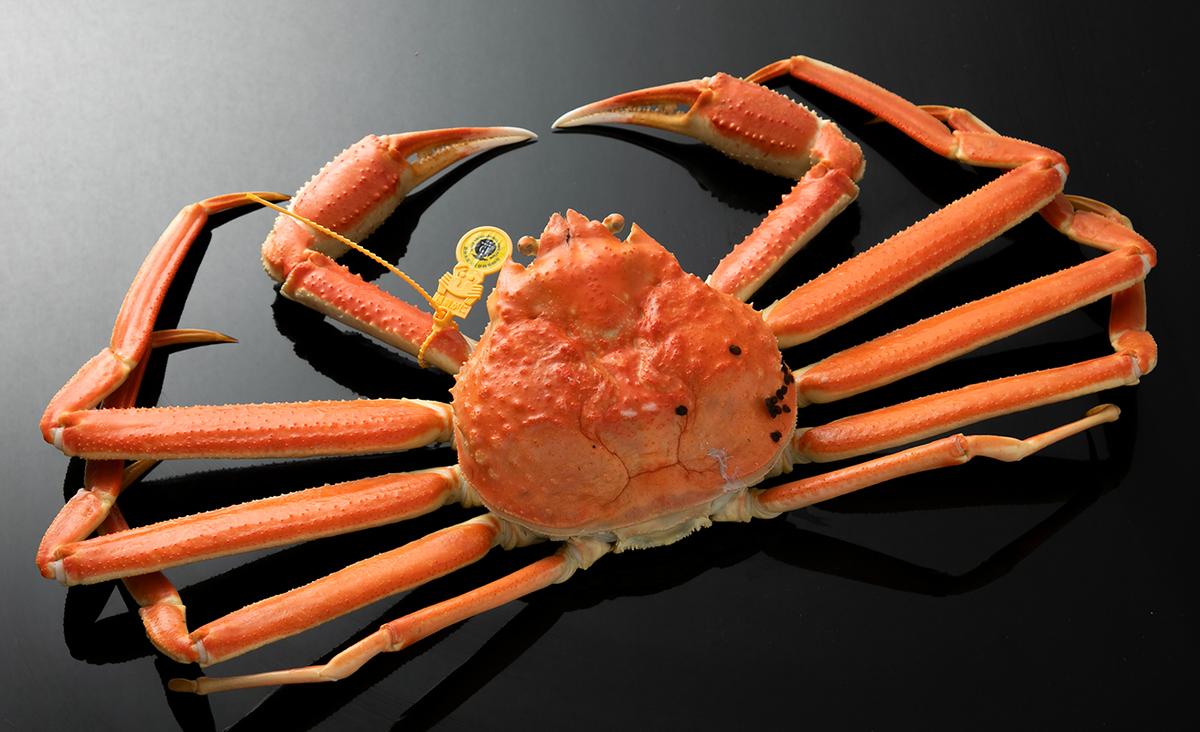越前ガニ ボイル 約1kg 高島屋 選定品 ズワイガニ かに 海鮮 海産物 海の幸 魚介 魚介類 越前かに 越前カニ 越前がに ずわいがに ずわい蟹 カニ 蟹 ボイルガニ 冷蔵 冷蔵配送 福井県 福井 若狭町 若狭