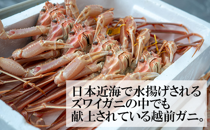 茹で越前ガニ【年末お届け】食通もうなる本場の味をぜひ、ご堪能ください。約900g 2尾セット 越前がに 越前かに 越前カニ カニ ボイルガニ 蟹 
