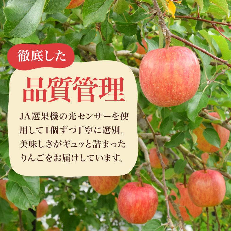 【2026年10月中旬～発送予定】 先行予約 訳あり りんご シナノスイート 約10kg 24～40玉入 家庭用 フルーツ 果物 甘い 訳あり おいしい 林檎