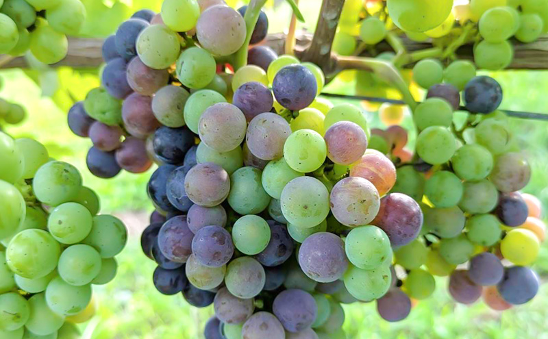 赤ワイン2本セット　Merlot／メルロー 2023　長野　信州　小諸市ワイン　赤ワイン