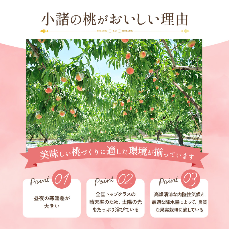 【オンライン決済限定】【2026年8月中旬～発送予定】 先行予約 「浅間水蜜桃プレミアム」 もも 川中島白桃 秀品 約2kg 5～9玉 贈答品 ふるさと納税 果物 フルーツ モモ 果肉 デザート 酸味少なめ 硬め 長野県産 小諸市