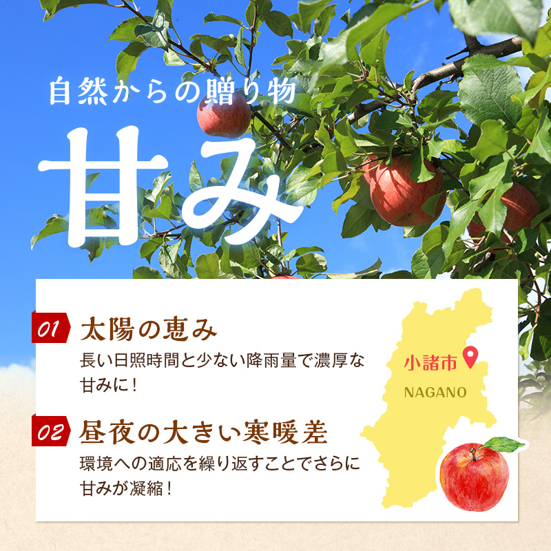 【2026年11月下旬～発送予定】先行予約 訳あり りんご サンふじ 約10kg 24～40玉入 家庭用 フルーツ 果物 甘い おいしい 林檎 リンゴ