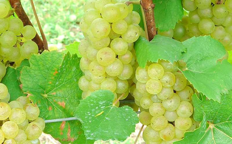 Chardonnay／シャルドネ 2024　長野　信州　小諸市ワイン　白ワイン