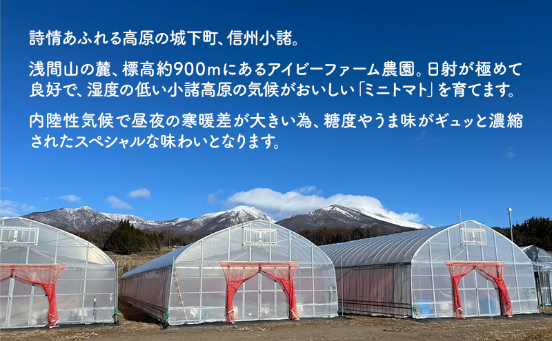 【お試し】 ミニトマト 約500g 注文時の食べごろ品種詰め合わせ アイビーファーム 長野 信州 小諸 産地直送