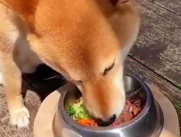 ペットのお野菜たっぷり鹿肉入りおやつ5袋セット 犬 猫 動物 餌 美味しい ご褒美 簡単 手作り ごはん ペットフード 食物繊維 高タンパク 添加物 ペレット 