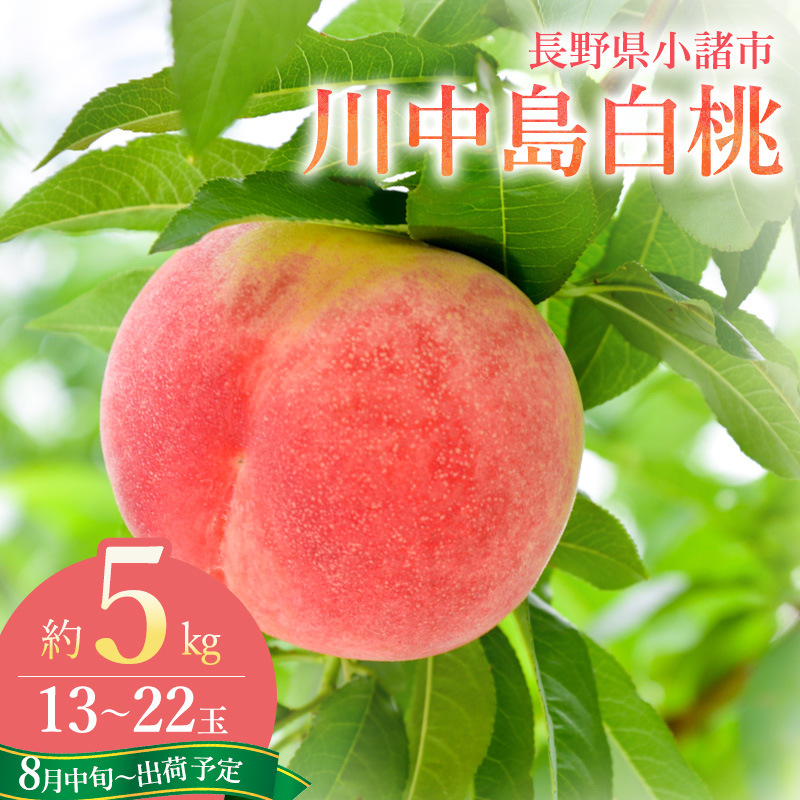【2026年8月中旬～発送予定】桃 先行予約 浅間水蜜桃 川中島白桃 約5kg 秀品 13～22玉 贈答品 フルーツ 果物 白桃 甘い 冷蔵