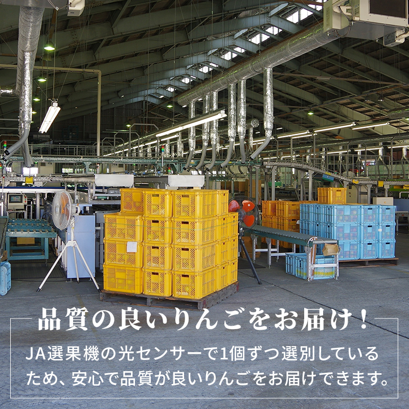【2026年10月下旬～発送予定】 先行予約 シナノゴールド 秀品 約5kg 16～20玉入 長野県産 果物類 林檎 りんご リンゴ フルーツ 小諸市