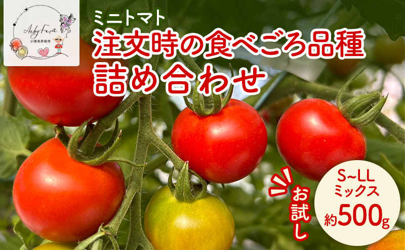 【お試し】 ミニトマト 約500g 注文時の食べごろ品種詰め合わせ アイビーファーム 長野 信州 小諸 産地直送