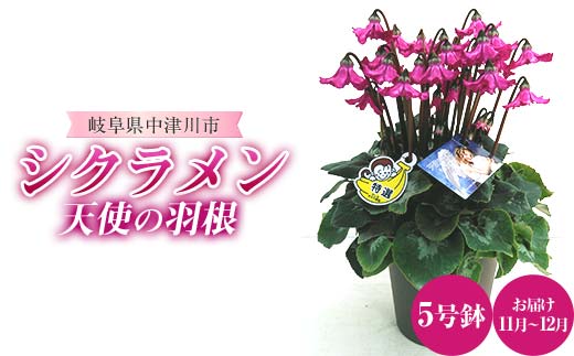 シクラメン 天使の羽根 5号鉢 ますだ農園 花 植物 フラワー F4N-1795