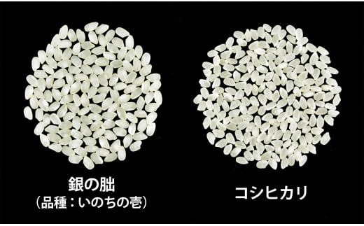 ＜テレビで紹介されました！＞令和8年産 新米【全6回定期便】皇室献上米『銀の朏』5kg 中津川市加子母産 栽培期間中化学肥料不使用 お米 精米 F4N-2892