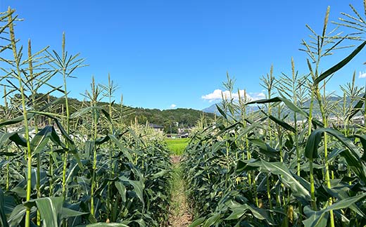 【2027年夏発送予約】生で食べられる白い宝石 中津川産プレミアム 純白とうもろこし おおもの白 4kgセット 朝採り 即日冷蔵発送 数量限定 F4N-2369