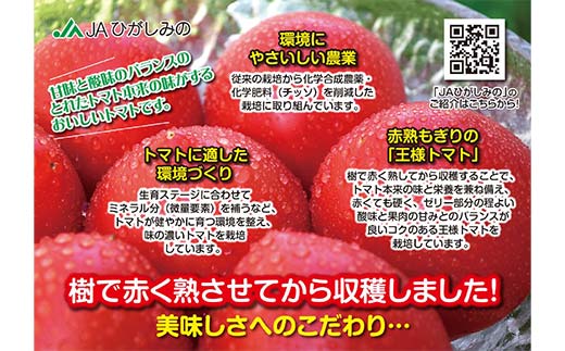 赤熟もぎりのひがしみの王様トマト約4kg 東美濃農業協同組合【期間限定　選果場直送！】 F4N-1962
