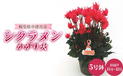 シクラメン かがり火 5号鉢 ますだ農園 花 植物 フラワー F4N-1794