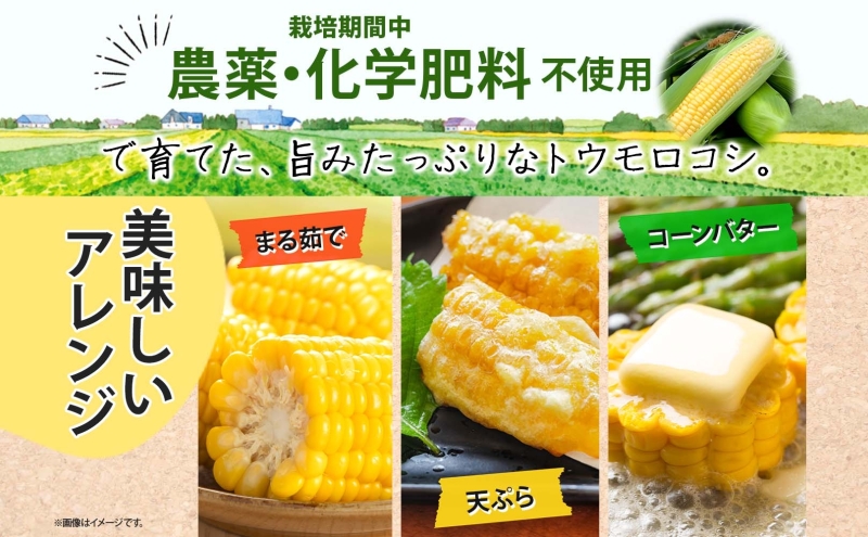 朝採り とうもろこし すはらコーン 8～12本 トウモロコシ イエロー 玉蜀黍 コーン 旬 夏野菜 甘い 朝採れ 自家用 ギフト 手土産 贈答用 産地直送 マルイシすはら農園 岐阜県 美濃市