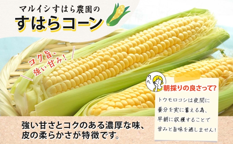 朝採り とうもろこし すはらコーン 8～12本 トウモロコシ イエロー 玉蜀黍 コーン 旬 夏野菜 甘い 朝採れ 自家用 ギフト 手土産 贈答用 産地直送 マルイシすはら農園 岐阜県 美濃市