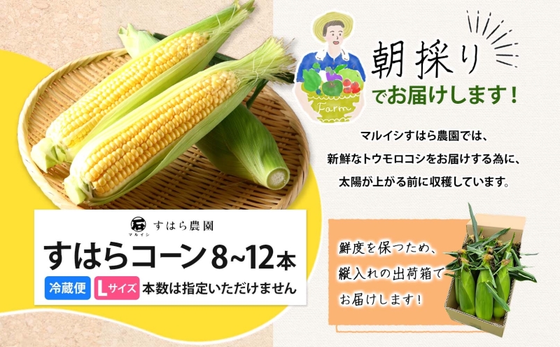 朝採り とうもろこし すはらコーン 8～12本 トウモロコシ イエロー 玉蜀黍 コーン 旬 夏野菜 甘い 朝採れ 自家用 ギフト 手土産 贈答用 産地直送 マルイシすはら農園 岐阜県 美濃市