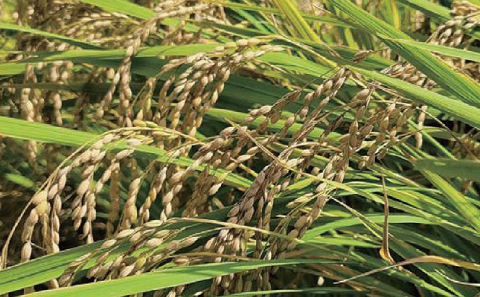 令和7年度 関ケ原町中挾地区限定米 コシヒカリ 精米 10kg 白米