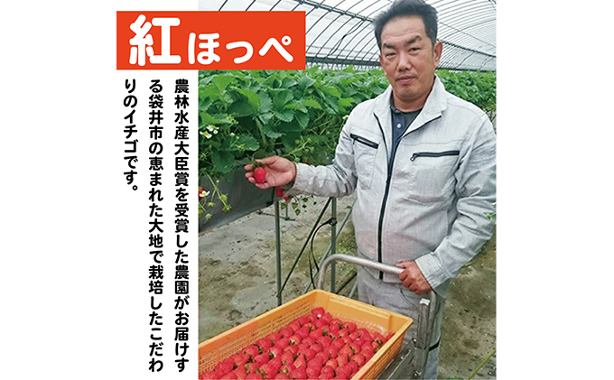 【配達地域限定】農水大臣賞受賞農園からお届け イチゴ・紅ほっぺ 4パック 配送:2026年2月上旬頃より順次発送 果物類 いちご 苺