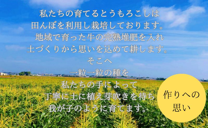 【先行予約】リピーター続出！とうもろこし【ドルチェ甘美】