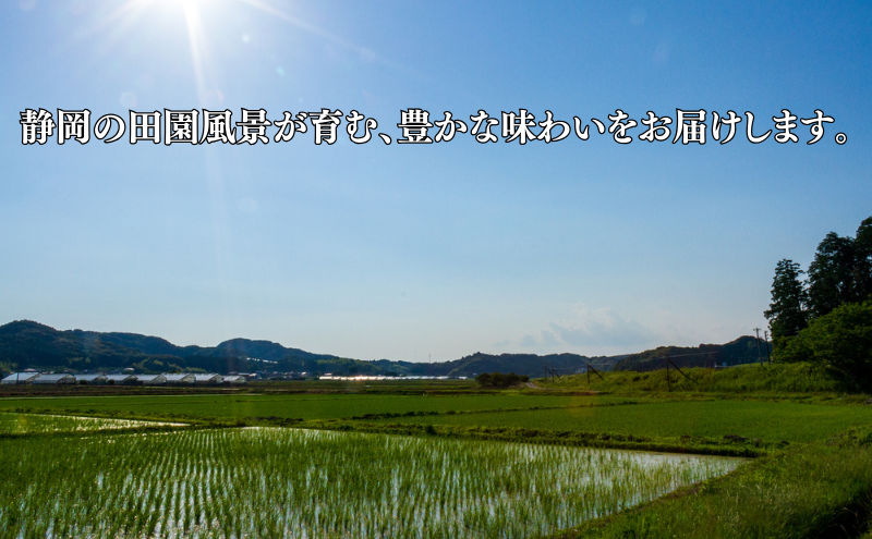 米 静岡きぬむすめ 10kg（5kg×2） お米 白米 コメ 精米 きぬむすめ 静岡県産 袋井市 静岡県