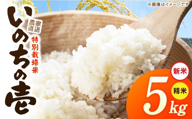 【R8年産新米 先行受付】特別栽培米「いのちの壱」（5kg）＜農家直送＞ 希少米 5kg 米 新米 精米 白米 ご飯 国産 産地直送 甘い 粘り強い もちもち お取り寄せ こだわり米 愛知県 小牧市 送料無料