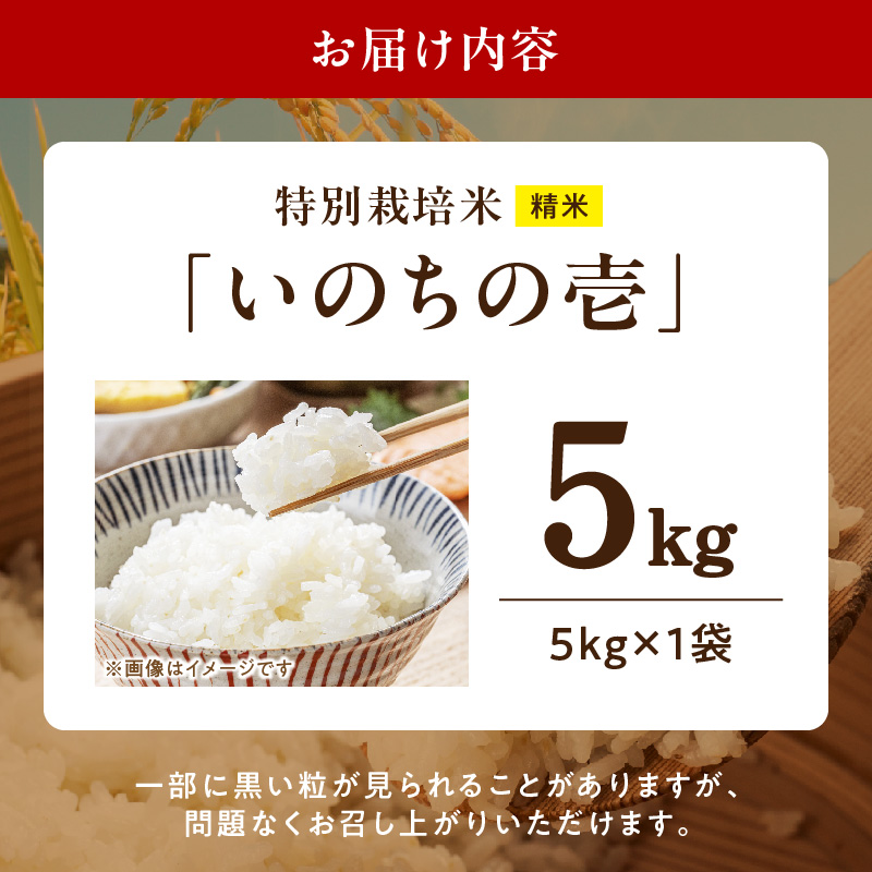 【R8年産新米 先行受付】特別栽培米「いのちの壱」（5kg）＜農家直送＞ 希少米 5kg 米 新米 精米 白米 ご飯 国産 産地直送 甘い 粘り強い もちもち お取り寄せ こだわり米 愛知県 小牧市 送料無料