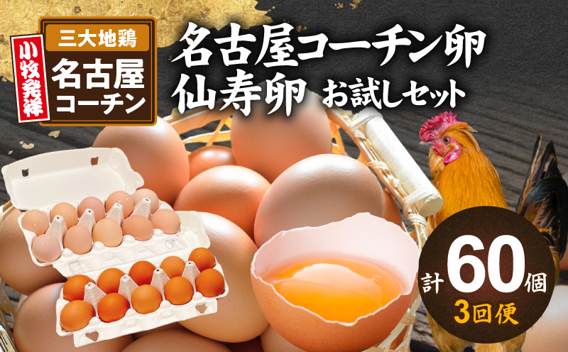 【3回便】名古屋コーチン卵・仙寿卵お試しセット（各10個入り）×3回（計30個）　地鶏 鶏卵 たまご タマゴ 玉子 生卵