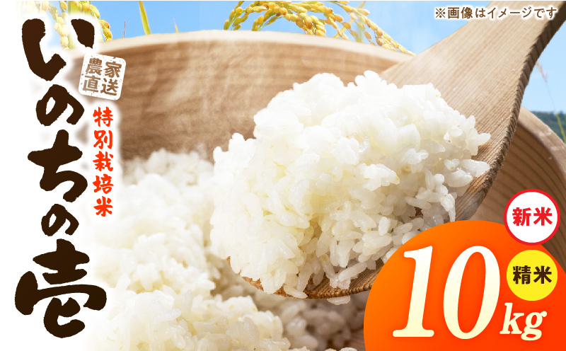 【R8年産新米 先行受付】特別栽培米「いのちの壱」（10kg）＜農家直送＞ 希少米 10kg 米 新米 精米 白米 ご飯 国産 産地直送 甘い 粘り強い もちもち お取り寄せ こだわり米 愛知県 小牧市 送料無料