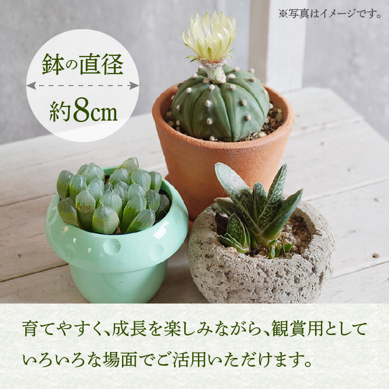 ミニ サボテン セット（5種）