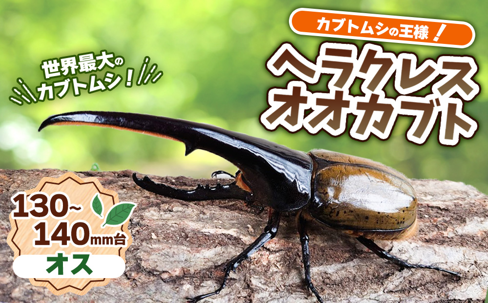 ヘラクレスオオカブト 成虫 オス 1匹 130～140mm台 カブトムシ 昆虫 生き物 生体 虫 プレゼント 贈り物 ギフト 子供 男の子 かっこいい 愛知 愛知県 日進市