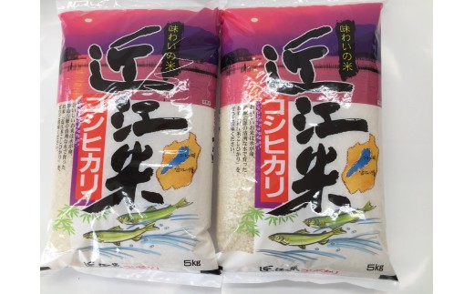 【新米　先行予約】令和8年産　近江米こしひかり【10kg（5kg×2袋）】【T038W】