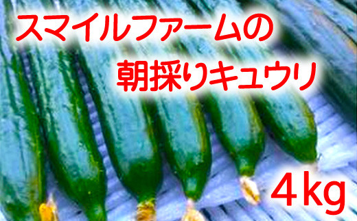 朝採りきゆうり4kg【FM01W2】（滋賀県　近江八幡市）