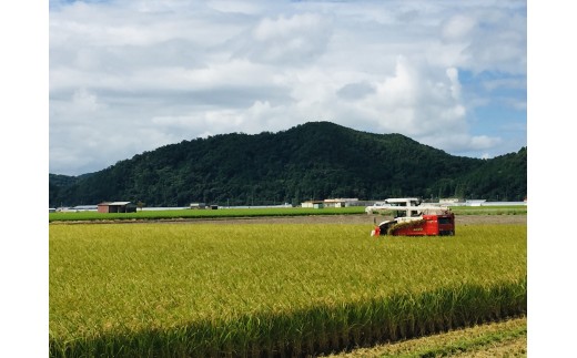 【新米　先行予約】令和8年産近江米　ミルキークイーン 白米【5kg×1袋】【V020W】